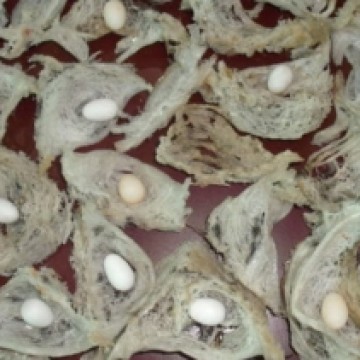 YẾN SÀO - NGÀNH KINH DOANH TỶ ĐÔ